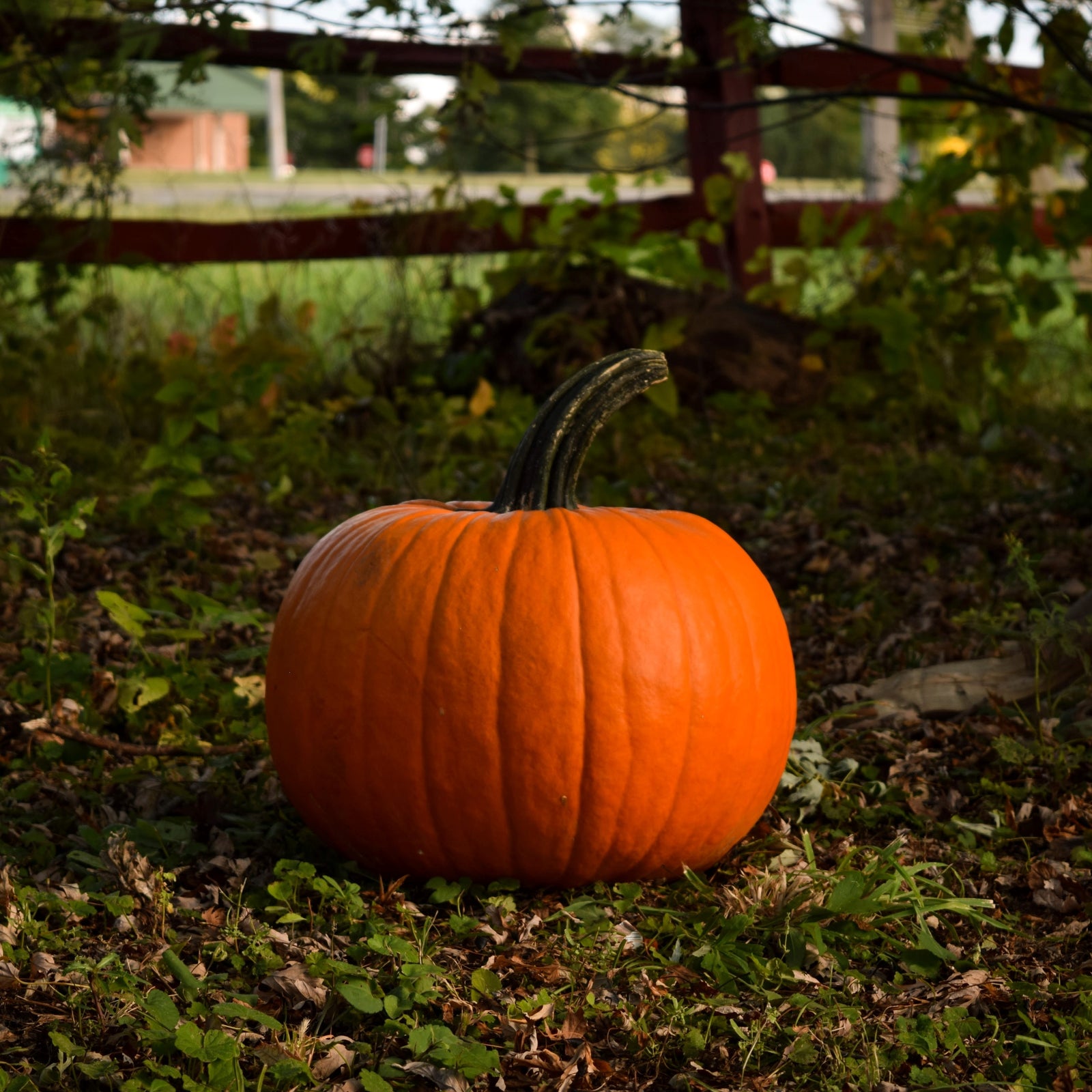 How to paint your Halloween Pumpkins