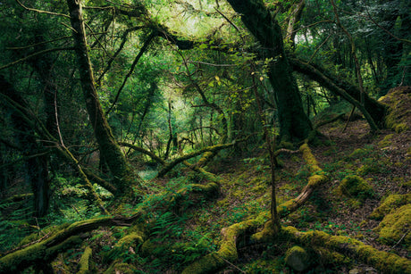 Wonders of the Woodlands